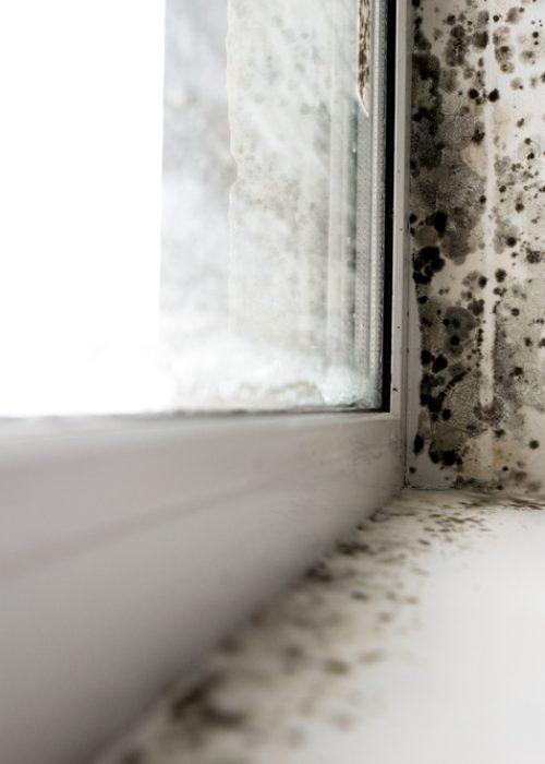 Mold,In,The,Corner,Of,The,Window